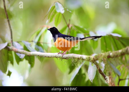 White-crowned Shama (Copsychus Stricklandii) in Borneo Stockfoto