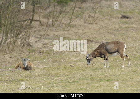 Mufflon Stockfoto