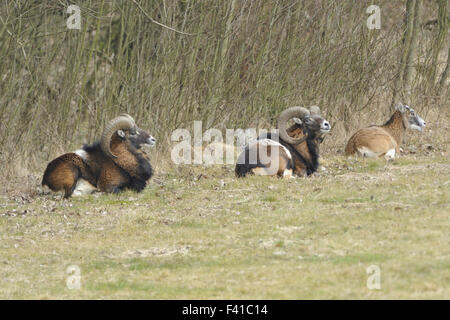 Mufflon Stockfoto