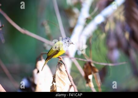 Grey-headed Canary-Fliegenschnäpper (Culicicapa Ceylonensis) in Borneo Stockfoto