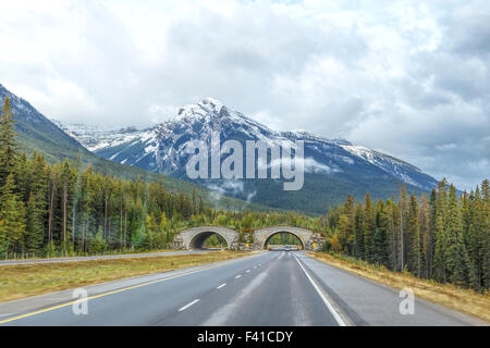 Tierwelt-Kreuzungen über Tunnel entlang der Trans-Canada Highway, Banff Nationalpark, Rocky Mountains, Alberta, Kanada. Stockfoto