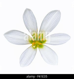 Zephyranthes candida Stockfoto