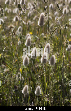 Lagurus Ovatus, Harestail Rasen, bunnytail Stockfoto