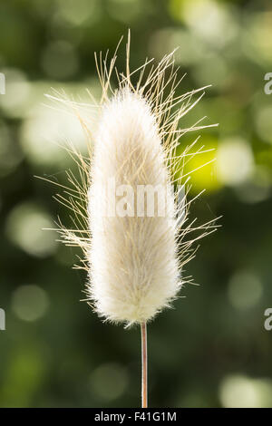 Lagurus Ovatus, Harestail Rasen, bunnytail Stockfoto