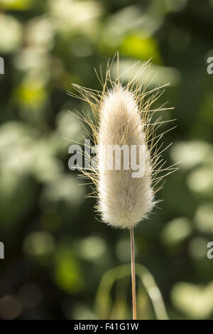 Lagurus Ovatus, Harestail Rasen, bunnytail Stockfoto