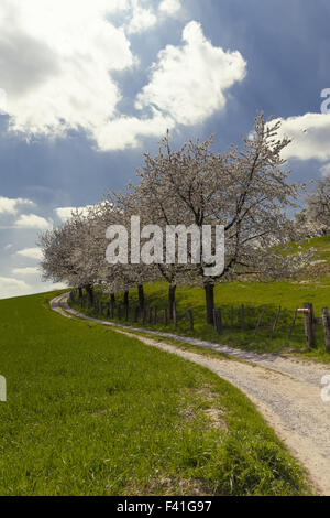 Blühenden Kirschbäume Bäume in Hagen, Deutschland Stockfoto