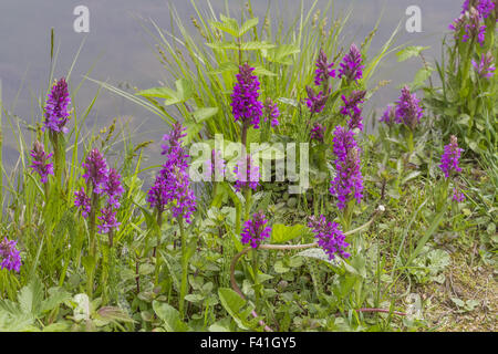 Dactylorhiza Majalis, westlichen Knabenkraut Stockfoto