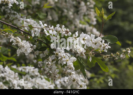 Exochorda Racemosa, Perle Busch, pearlbush Stockfoto