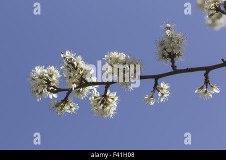 Prunus Spinosa, Schlehe oder Schlehen im Frühjahr Stockfoto