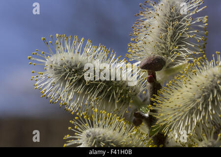 Salix Hookeriana, Dune Weide, Coastal Weide Stockfoto