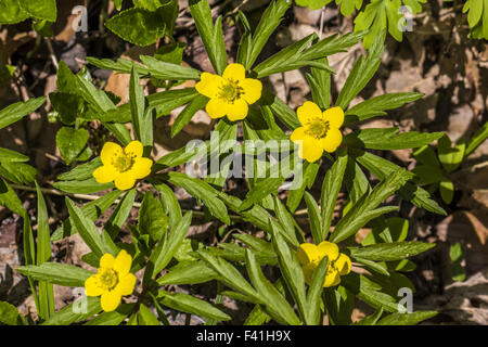 Anemone Ranunculoides gelbes Woodland Anemone Stockfoto