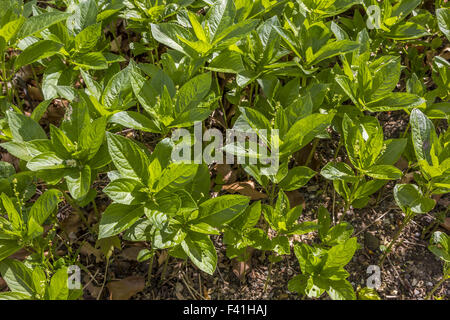 Mercurialis Perennis, Hunde Quecksilber Stockfoto