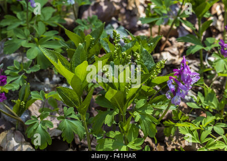 Mercurialis Perennis, Hunde Quecksilber Stockfoto