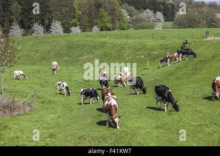 Grasende Kühe im Frühling, Holperdorp, Deutschland Stockfoto