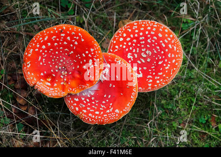 Fliegenpilz oder Fly Amanita (Amanita Muscaria) Fliegenpilze auf Waldboden, Sachsen, Deutschland Stockfoto