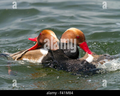 Rot-crested Tafelenten (Netta Rufina) Männchen im Rang kämpfen, Chiemsee, Bayern, Deutschland Stockfoto