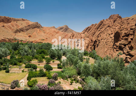 Oase im Dades Schlucht, Dades Tal, Oasenband du Dades, Marokko Stockfoto