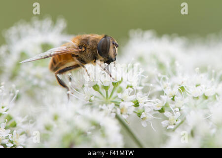 Volucella Inanis (Volucella Inanis), Niedersachsen, Deutschland Stockfoto