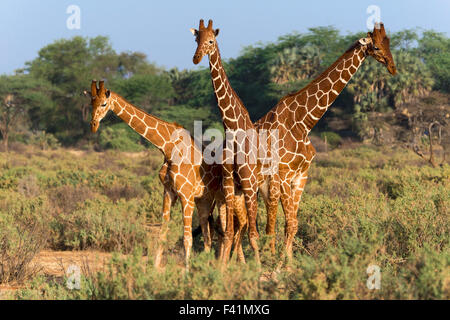 Drei Somali oder netzförmigen Giraffen (Giraffa Reticulata Plancius), Samburu National Reserve, Kenia Stockfoto