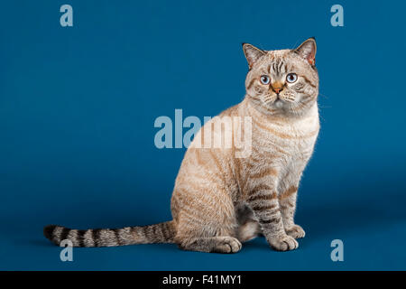 Britisch Kurzhaar Katze (Felis Catus) 16 Monate alt, Seal Tabby Point Stockfoto