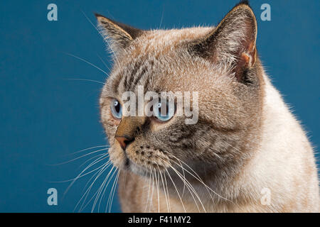 Britisch Kurzhaar Katze (Felis Catus) 16 Monate alt, Seal Tabby Point Stockfoto