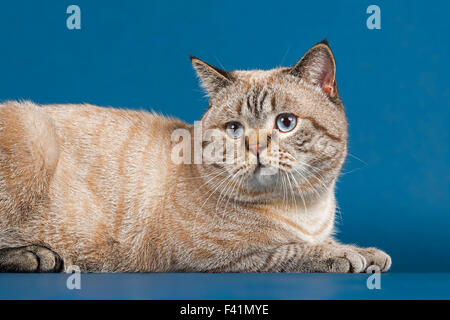 Britisch Kurzhaar Katze (Felis Catus) 16 Monate alt, Seal Tabby Point Stockfoto