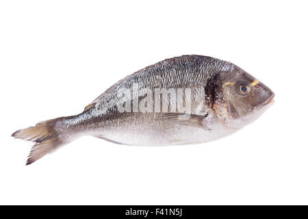 Dorado Fisch isoliert auf weiss Stockfoto