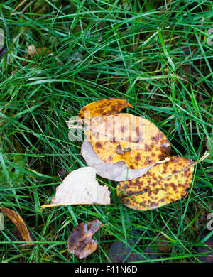 nasses Laub auf dem grünen Rasen verlegen Stockfoto