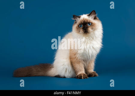 Britische Langhaarkatze, 7 Monate Alter, seal point Stockfoto