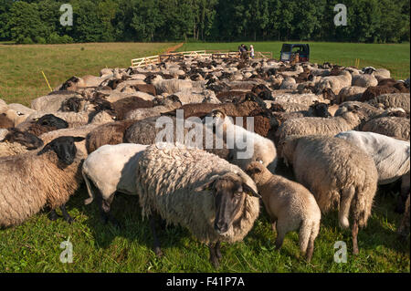 Schaf zusammengepfercht, blackheaded Schafe auf der Weide, Mecklenburg-Western Pomerania, Deutschland Stockfoto