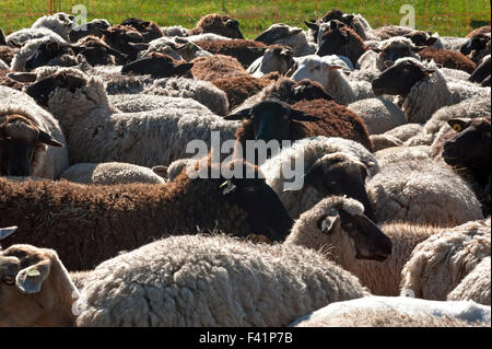 Schaf zusammengepfercht, blackheaded Schafe auf einer Weide, Mecklenburg-Western Pomerania, Deutschland Stockfoto