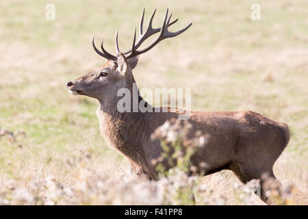 Rotwild in der Brunftzeit im Wentworth Deer Park, Stainborough Castle in der Nähe von Barnsley Stockfoto