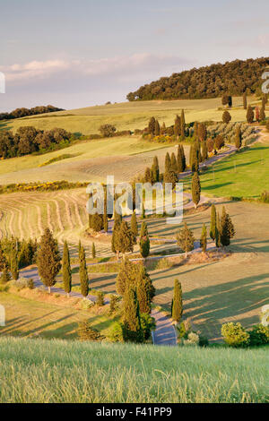 Zypressen entlang der Straße, Monticchiello, Val d ' Orcia, Toskana, Provinz Siena, Italien Stockfoto