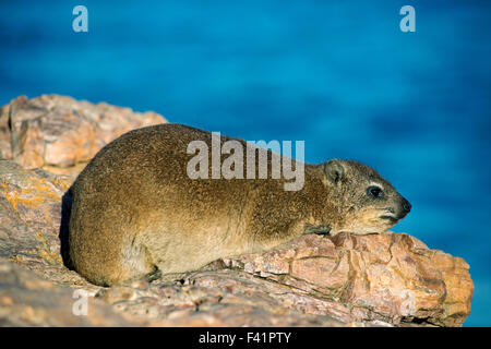 Schliefer Rock oder Rock Dachs (Procavia Capensis), Hermanus, Western Cape, Südafrika Stockfoto