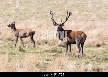 Rotwild in der Brunftzeit im Wentworth Deer Park, Stainborough Castle in der Nähe von Barnsley Stockfoto