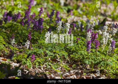 Corydalis Blumen (Corydalis Cava) in Deutschland Stockfoto