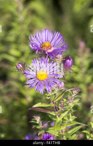 Aster Novae-Angliae, Neuengland-Aster Stockfoto