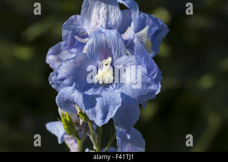 Delphinium-Hybriden, Rittersporn Stockfoto