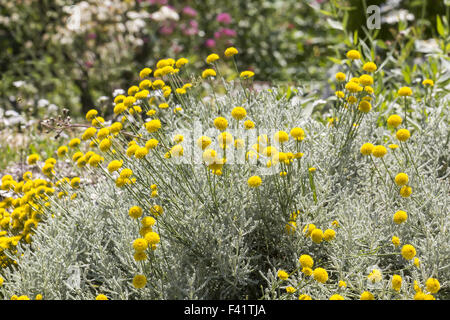 Heiligenkraut Chamaecyparissus, Baumwolle Lavendel Stockfoto