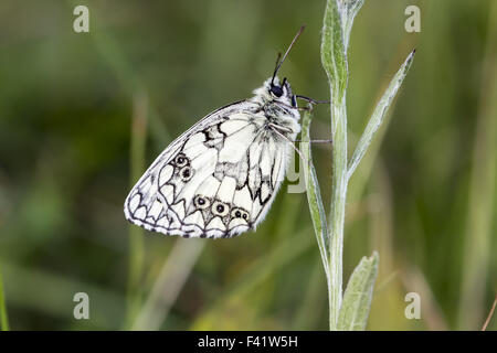 Melanargia Galathea, Schachbrettfalter Schmetterling Stockfoto