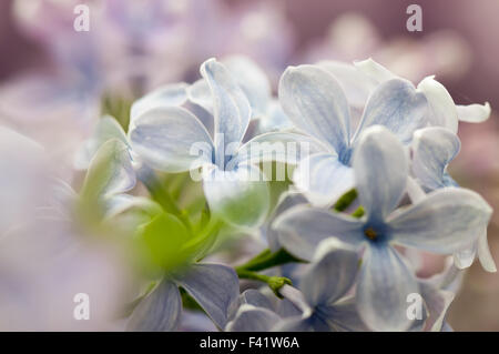 Makroaufnahme von lila Blume Stockfoto