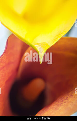 Makro von zwei Calla Blumen Stockfoto