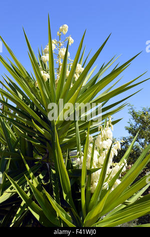 Spanisch-Bajonett lateinischen Namen Yucca Aloifolia Blüten Stockfoto