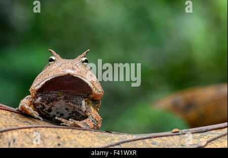 Surinam gehörnten Frosch oder Amazonas gehörnten Frosch (Ceratophrys Cornuta), Familie von gemeinsamen gehörnten Fröschen (Ceratophryidae) Stockfoto