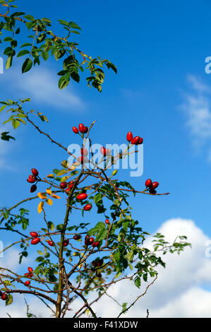 Hundsrose-Rosa Canina wächst neben Wanderweg, Llanbradach in der Nähe von Caerphilly, South Wales Valleys, UK. Stockfoto