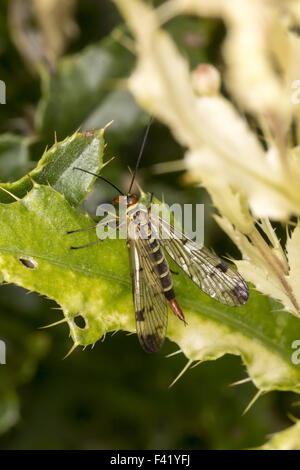 Panorpa Communis, gemeinsame scorpionfly Stockfoto