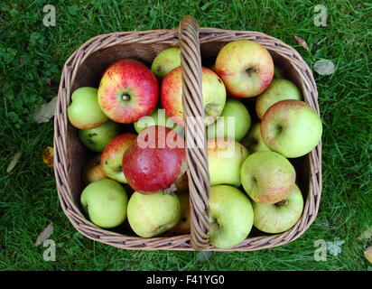 Frisch gepflückten Äpfel geerntet in einen Weidenkorb in einem englischen Obstgarten bei einem Apple Day Event, Sheffield, England UK - Oktober 15 Stockfoto