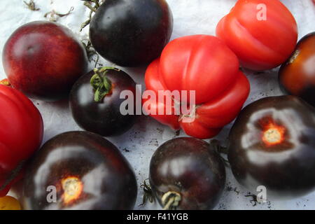 Solanum Lycopersicum. Eine Auswahl von Rot und Schwarz organisch gewachsene Erbe reifenden Tomaten auf der Fensterbank, England Großbritannien Stockfoto