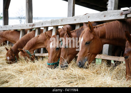 Vollblut-Pferde auf der Koppel Essen Trockenrasen Stockfoto