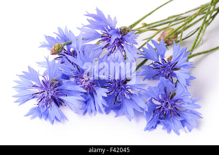 Der schönsten Kornblume, isoliert auf weiss Stockfoto